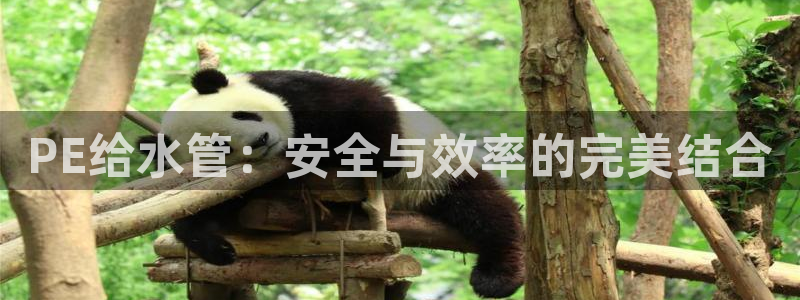 威九国际成长模式怎么样