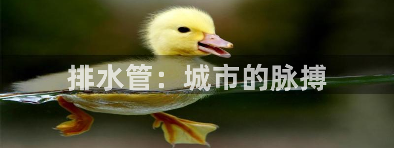 威九国际网站入口地址查询