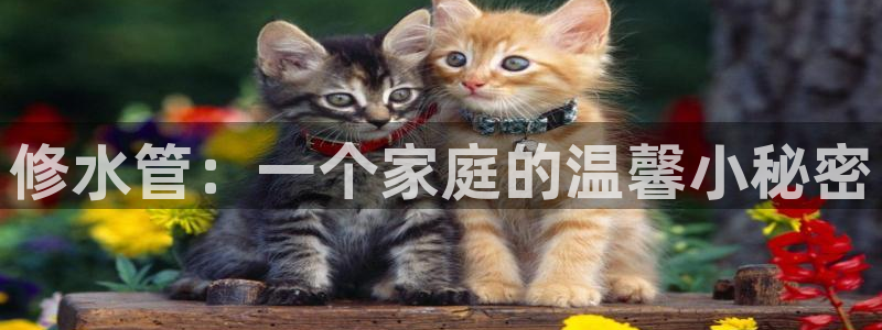 威九国际PPT